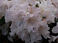 Rhododendron Dora Amateis IMG_5893_1 Różanecznik